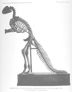 trachodon.jpg (14864 bytes)